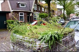 Velsenaren leggen gezamenlijk 760 m2 nieuwe groene daken aan!