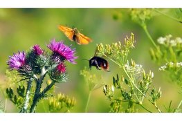 Leer over vliegende insecten bij het Koetshuijs in Heemskerk