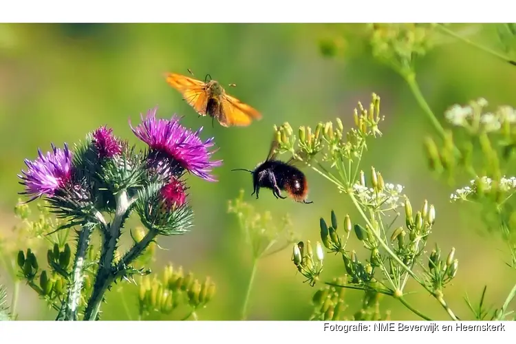 Leer over vliegende insecten bij het Koetshuijs in Heemskerk