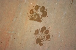 Dieren en sporen bij het Koetshuijs te Heemskerk