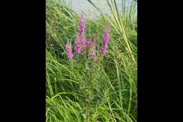 Beleef zomerse natuur en historie in Park Assumburg!