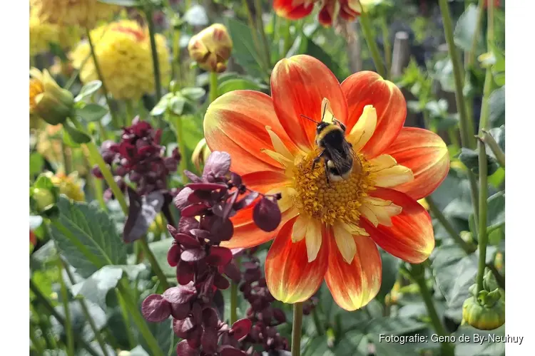 Open Tuinenweekend Heemskerk