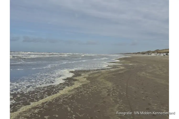 Ontdek de verborgen wereld van het Heemskerkse strand