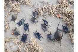 Ontdek de verborgen wereld van het Heemskerkse strand