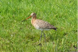 Natuurbeheerplan 2027 vastgesteld: Gerichte bescherming van Natura 2000-gebieden en de grutto
