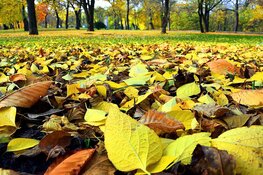 Herfstwandeling in het park Westerhout